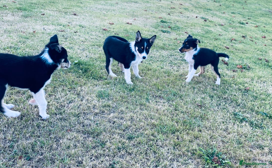 Border Collie dogs for sale: Collie puppies - Image 5
