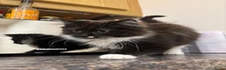 Mixed Breed cats for sale: Beautiful black and white fluffy tuxedo cat - Advert 4