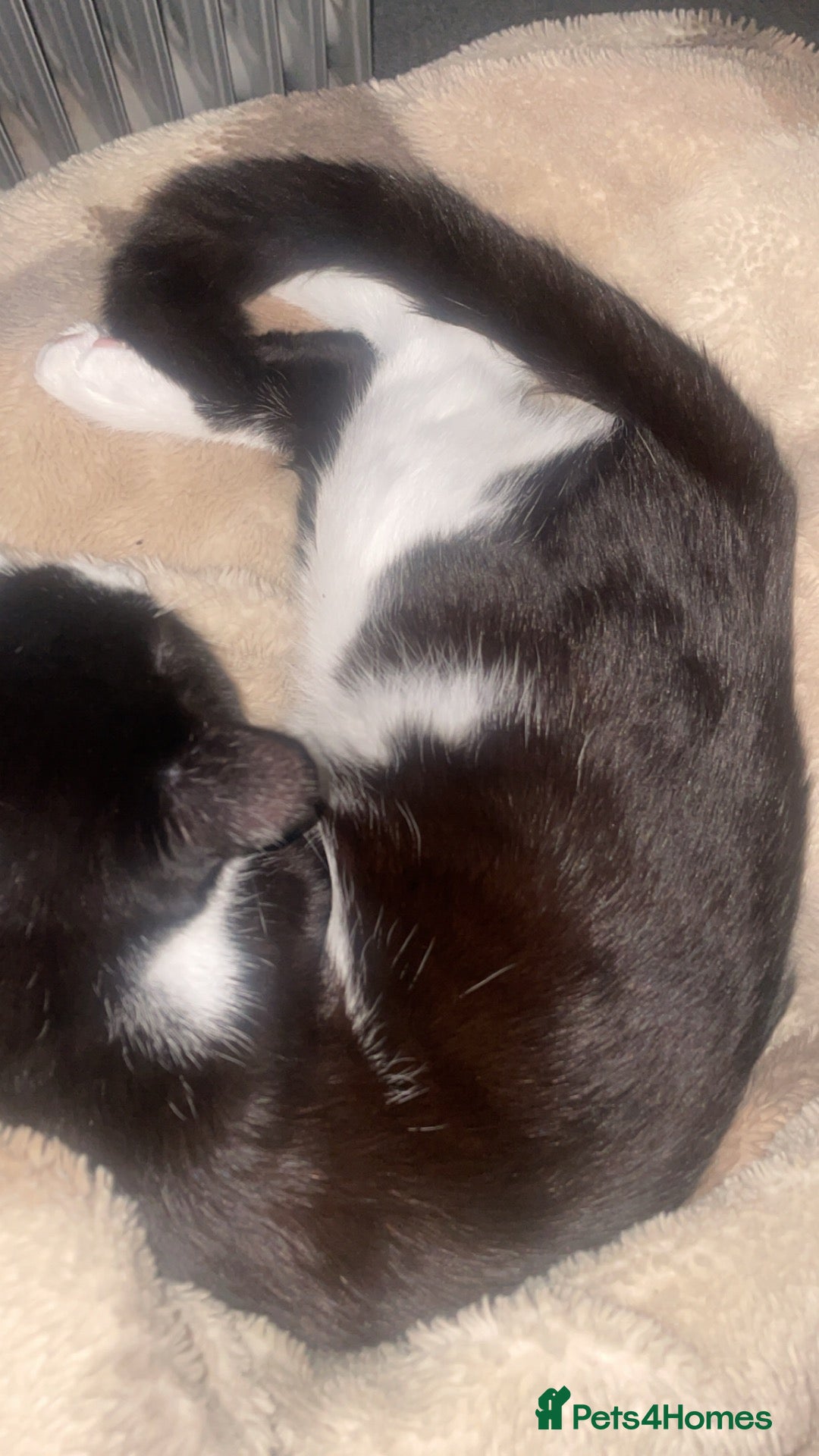 Mixed Breed cats for sale: male 9 month entire for sale - Advert 1