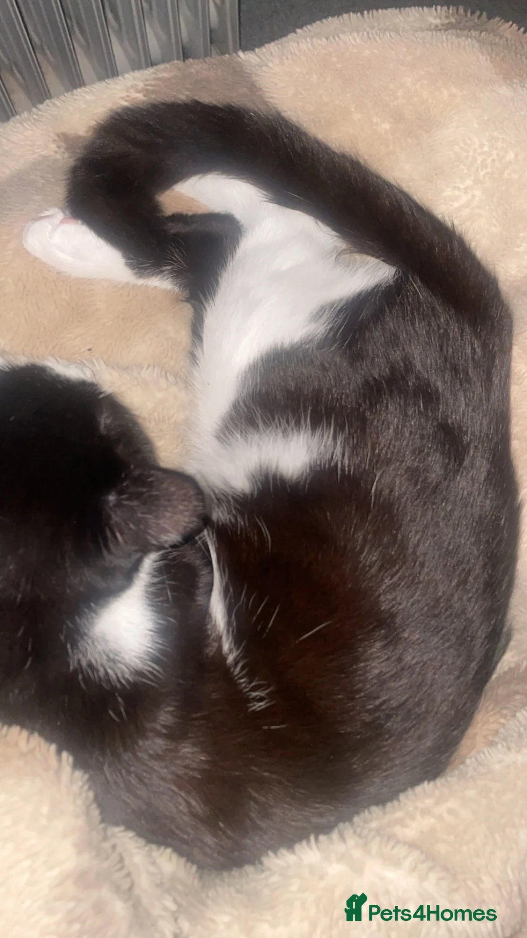 Mixed Breed cats for sale: male 9 month entire for sale - Advert 1