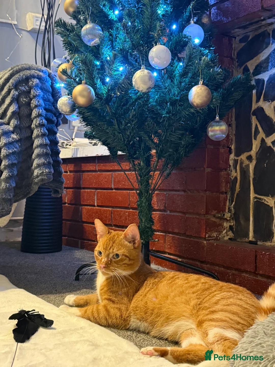 American Shorthair cats for sale: Lovely friendly cats looking for new home. - Advert 1