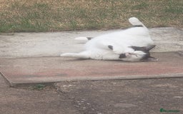 Ragdoll cats for sale: Beautiful shorthaired snowshoe mixed breed - Image 6