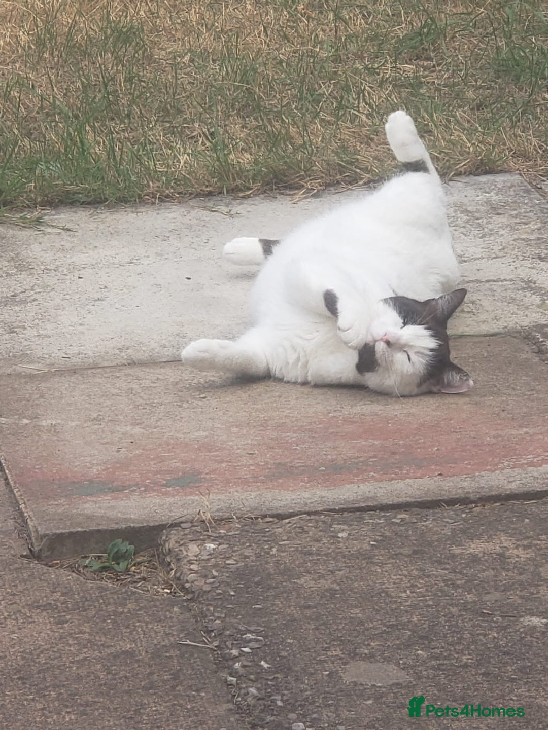 Ragdoll cats for sale: Beautiful shorthaired snowshoe mixed breed - Image 6