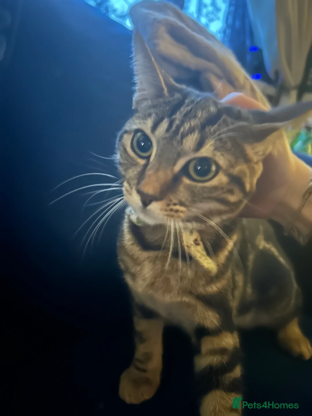 Bengal cats for sale: Bengal - Advert 2