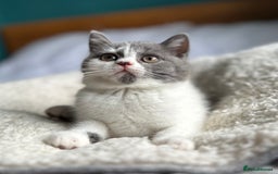 British Shorthair cats for sale: Pedigree British Shorthair Kittens - Image 16
