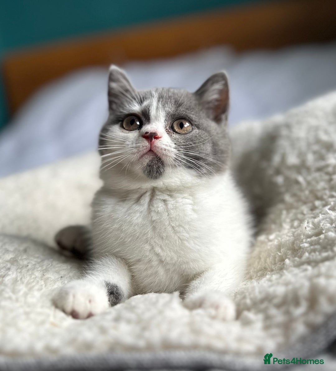 British Shorthair cats for sale: Pedigree British Shorthair Kittens - Image 16