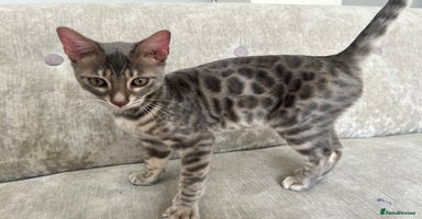 Bengal cats - Advert 11