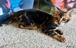 Bengal cats for sale: Beautiful rosette female Bengal kitten  in Okehampton - Image 9