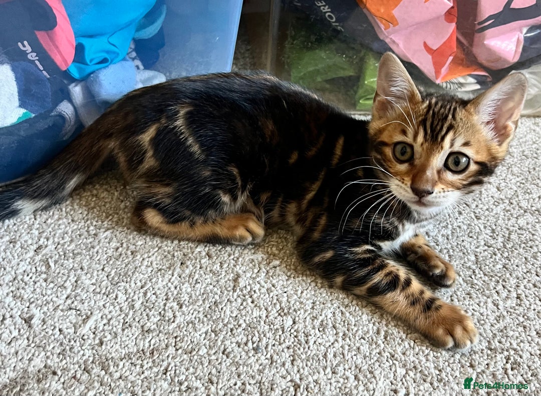 Bengal cats for sale: Beautiful rosette female Bengal kitten  in Okehampton - Image 9