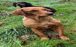 Labrador Retriever dogs for sale: Pedigree KC Reg Labrador puppies - Image 9