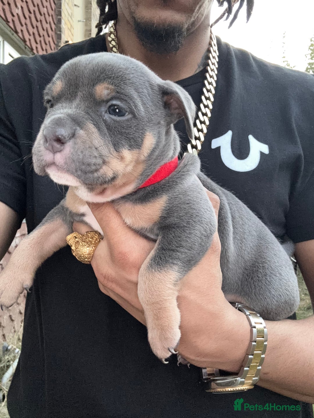 American Bully dogs for sale: American Pocket Bully Puppies (ABKC registered)  - Image 8