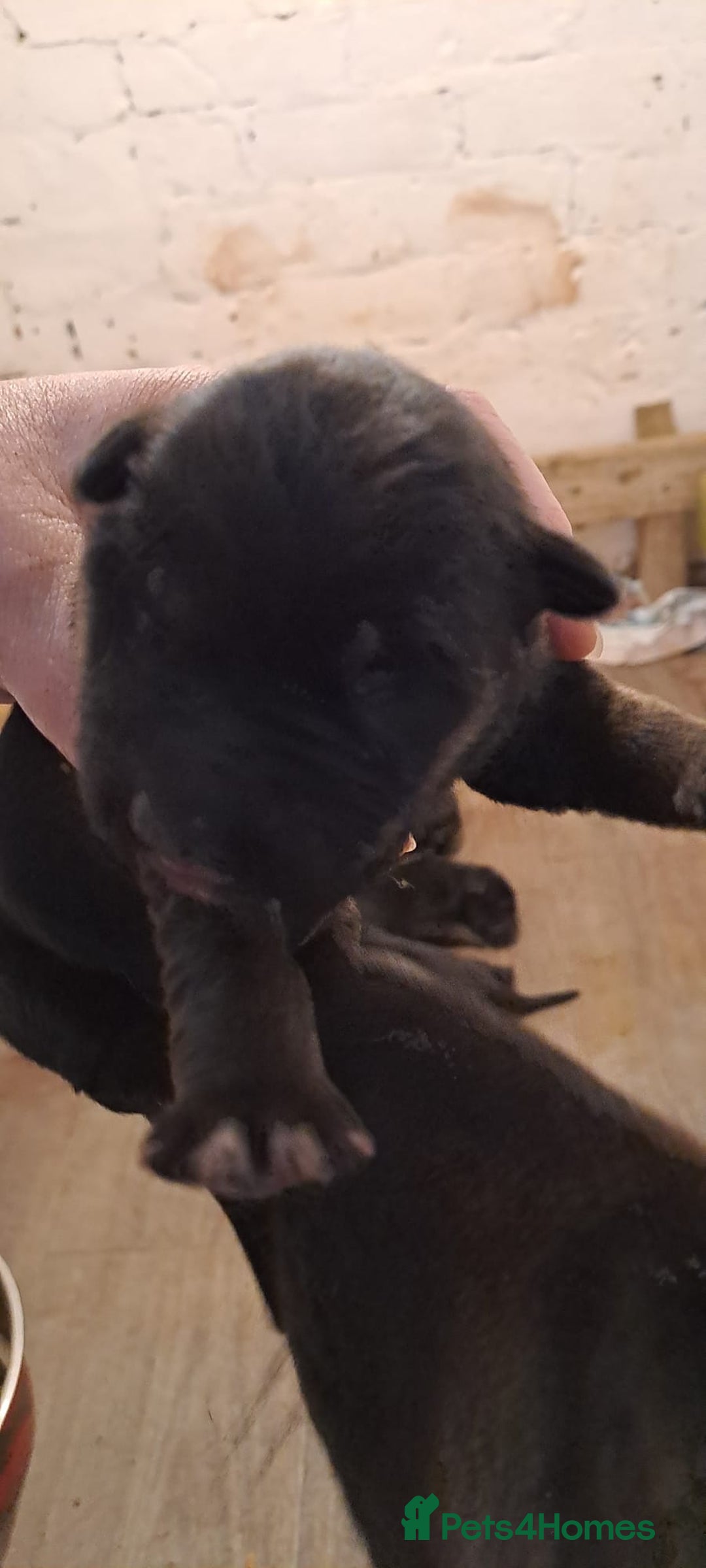 German Shepherd dogs for sale: Stunning German shepherd puppies - Advert 1