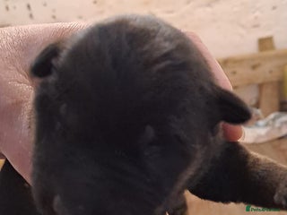 German Shepherd dogs Stunning German shepherd puppies - Advert 1