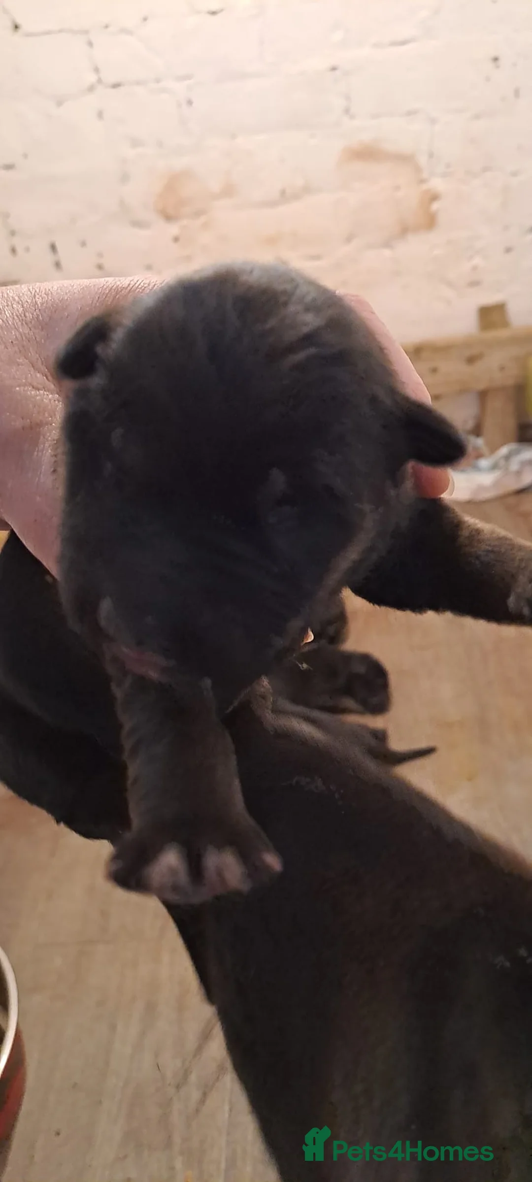 German Shepherd dogs for sale: Stunning German shepherd puppies - Advert 5