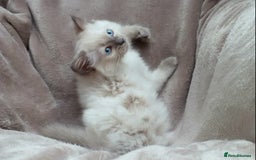 Ragdoll cats for sale: GCCF PET/ACTIVE KITTENS CHAMPION IMP BLOODLINES - Image 34