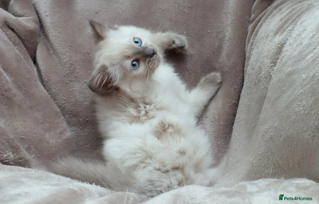 Ragdoll cats for sale: GCCF PET/ACTIVE KITTENS CHAMPION IMP BLOODLINES - Image 34