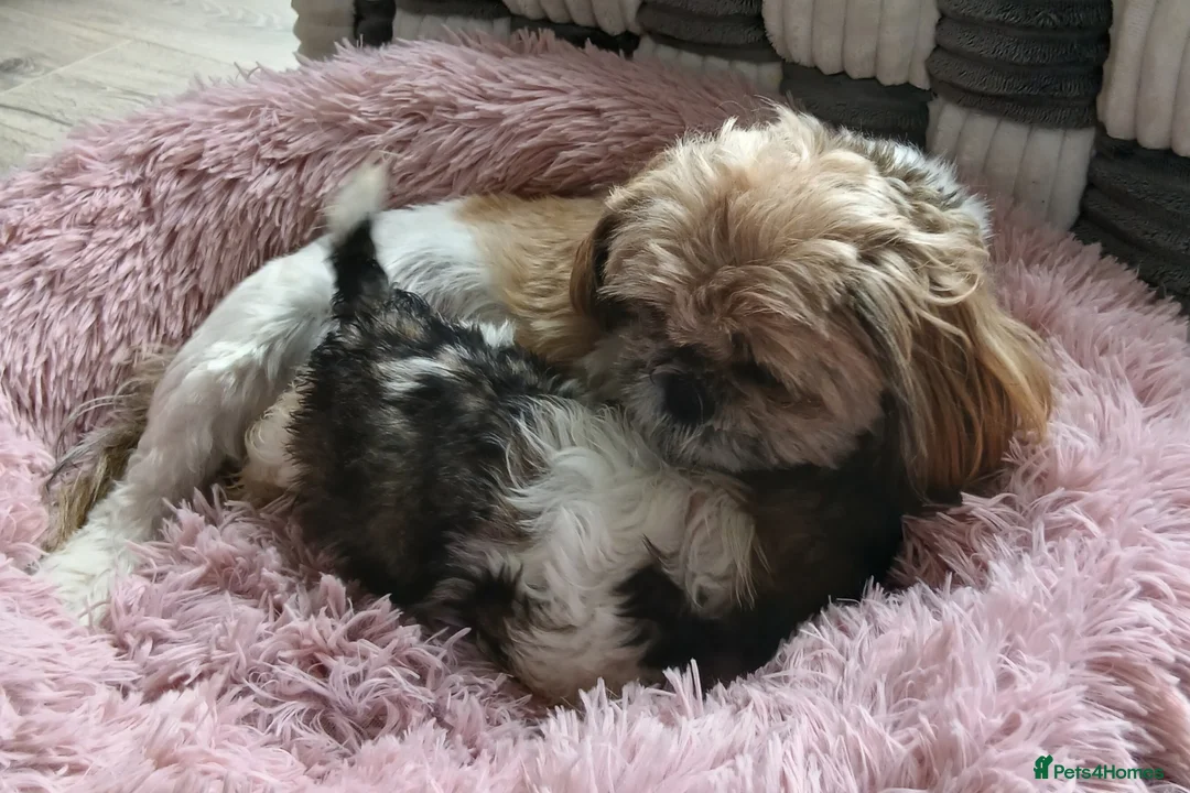 Shih Tzu dogs for sale: Shih Tzu Puppies - Advert 8