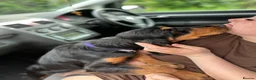 Cocker Spaniel dogs for sale: 2 year old cocker for re homing  in Grantham - Advert 6