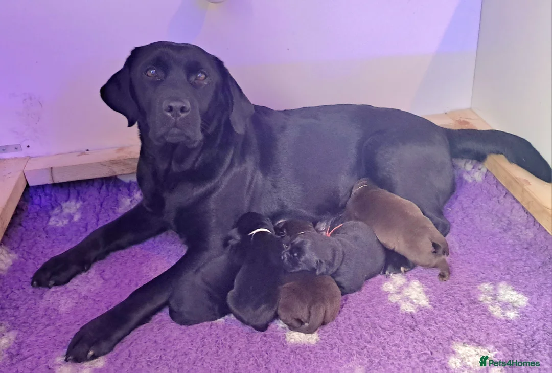 Labrador Retriever dogs for sale: Pure  bred labrador puppies  - Advert 8