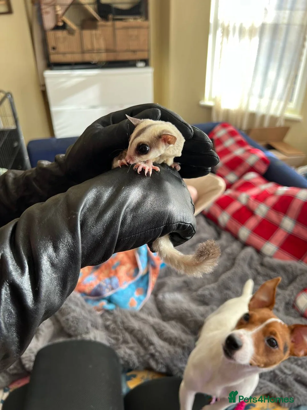 Sugar Glider rodents for sale: ✨ EXCEPTIONAL SUGAR GLIDER CLAN  - Advert 14