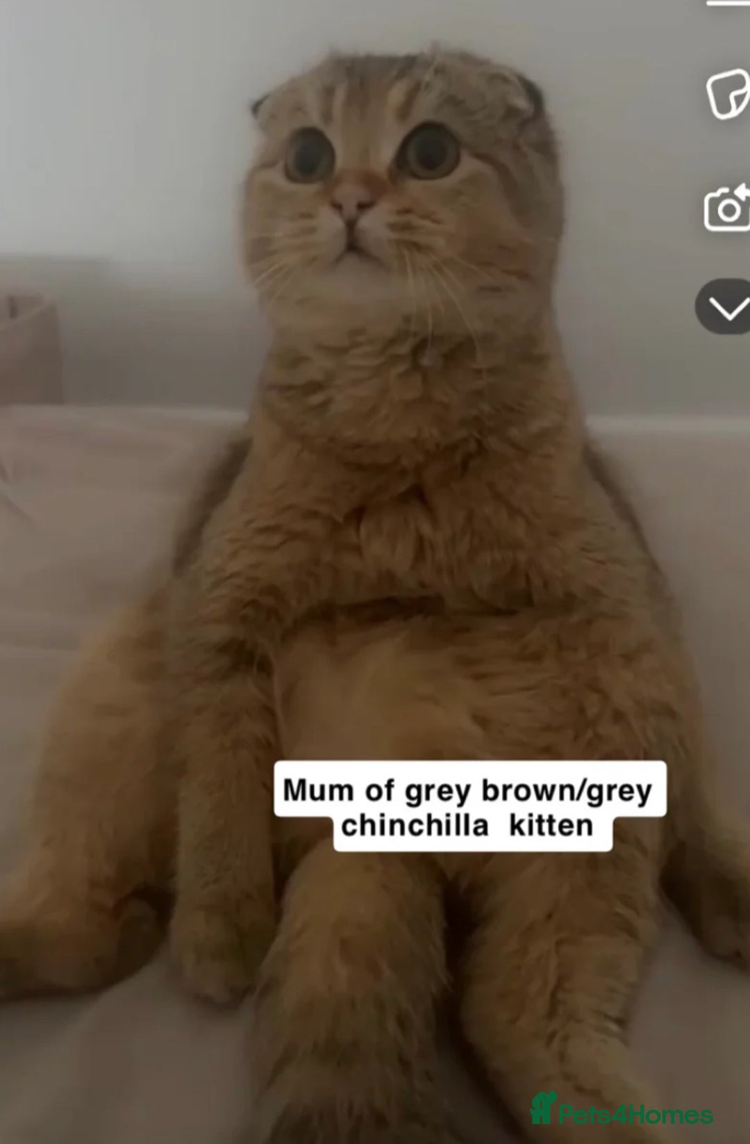 Mixed Breed cats for sale: 3 gorgeous kittens ready now Scottish fold mix - Image 22