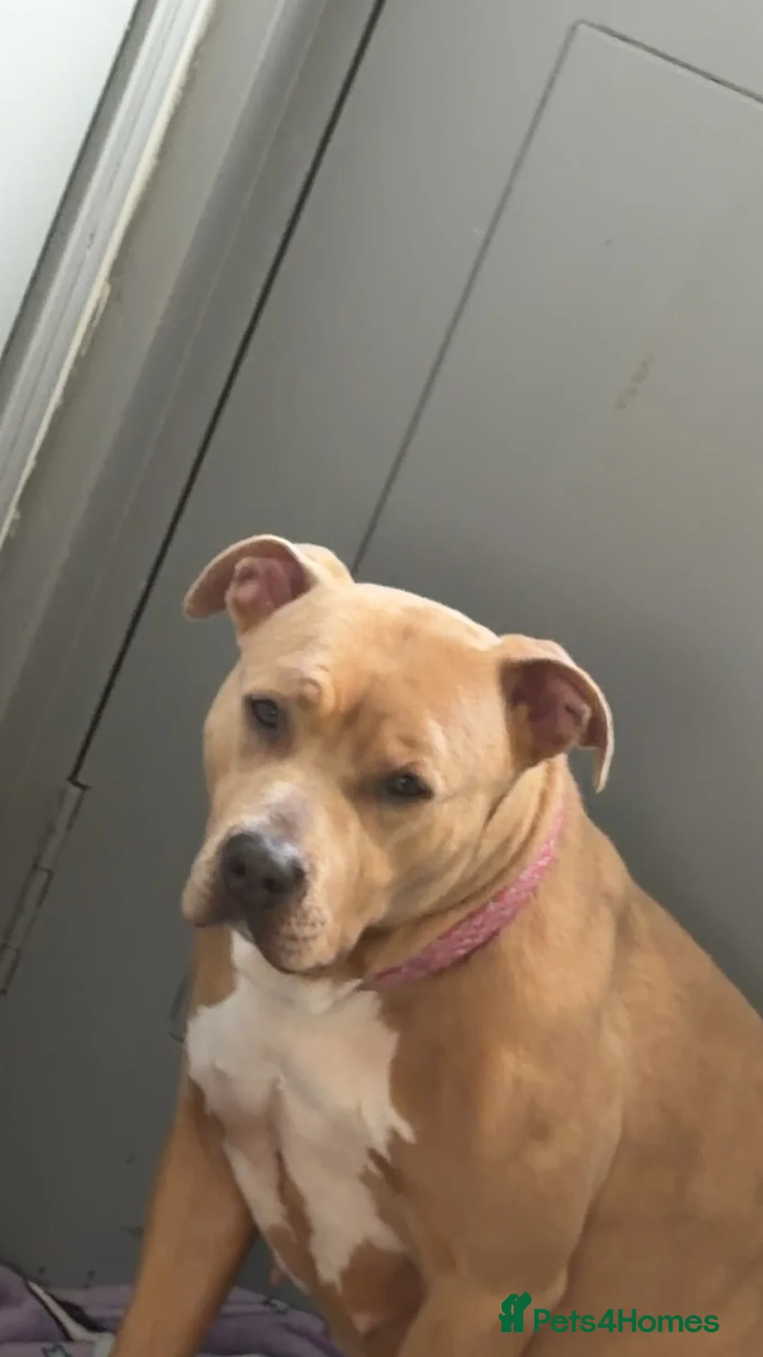 Mixed Breed dogs for sale: Beautiful dog for sale  in Dingwall - Advert 3