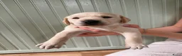Labrador Retriever dogs for sale: 4 gorgeous working labradors for sale  in Saltash - Advert 2