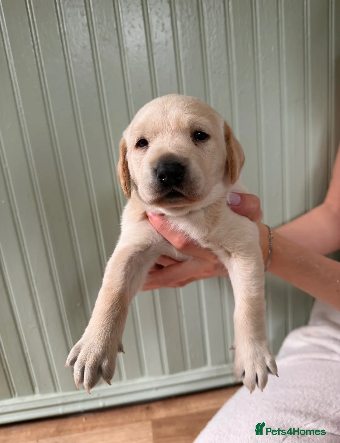 Labrador Retriever dogs for sale: 4 gorgeous working labradors for sale  in Saltash - Advert 2