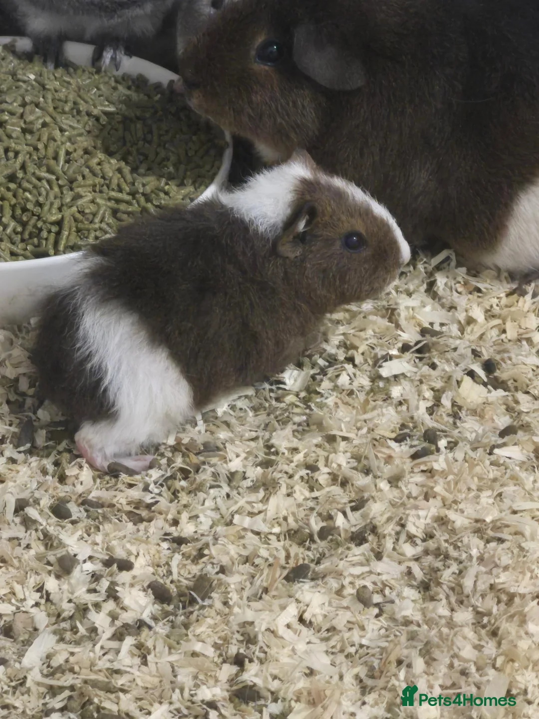 Guinea Pig rodents for sale: Sows and Boars ready now! - Advert 2