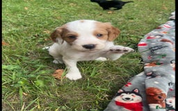 Sprocker dogs for sale: Working Sprocker puppies *3 girls left* - Image 8