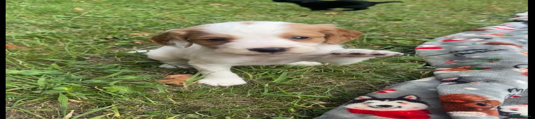 White and beige dog