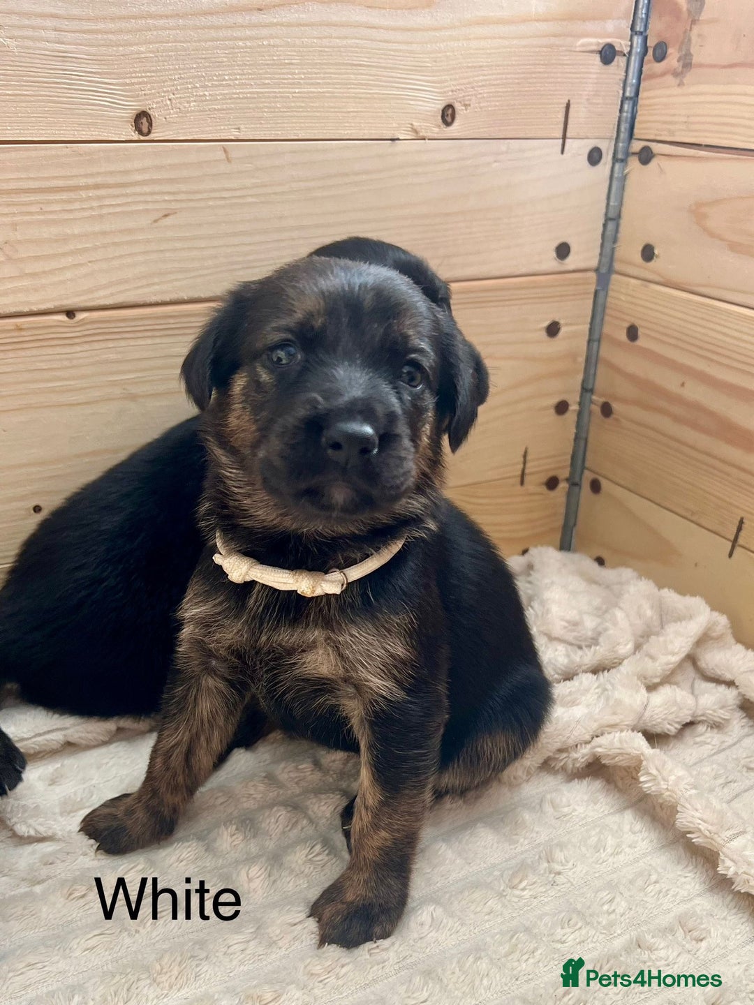 Mixed Breed dogs for sale: Golden Retriever/ German Shepherd puppies  - Image 10
