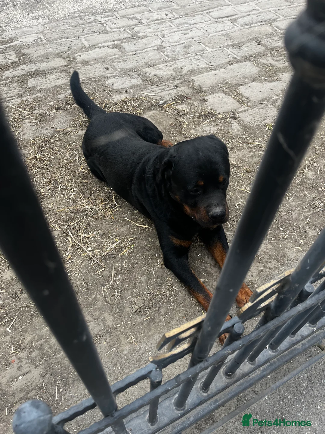 Mixed Breed dogs for sale: Adorable rotadors  - Advert 3