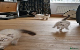 Ragdoll cats for sale: 🌟 Stunning  Pedigree Ragdoll Kittens 🌟 - Image 8