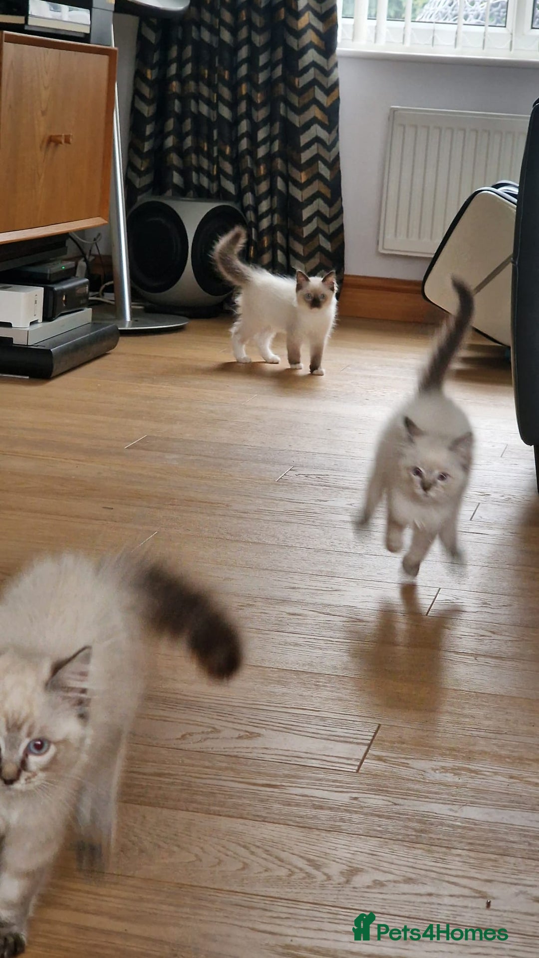 Ragdoll cats for sale: 🌟 Stunning  Pedigree Ragdoll Kittens 🌟 - Image 8