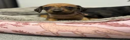 Miniature Dachshund dogs for sale: Beautiful litter of miniature Dachshund  - Advert 5