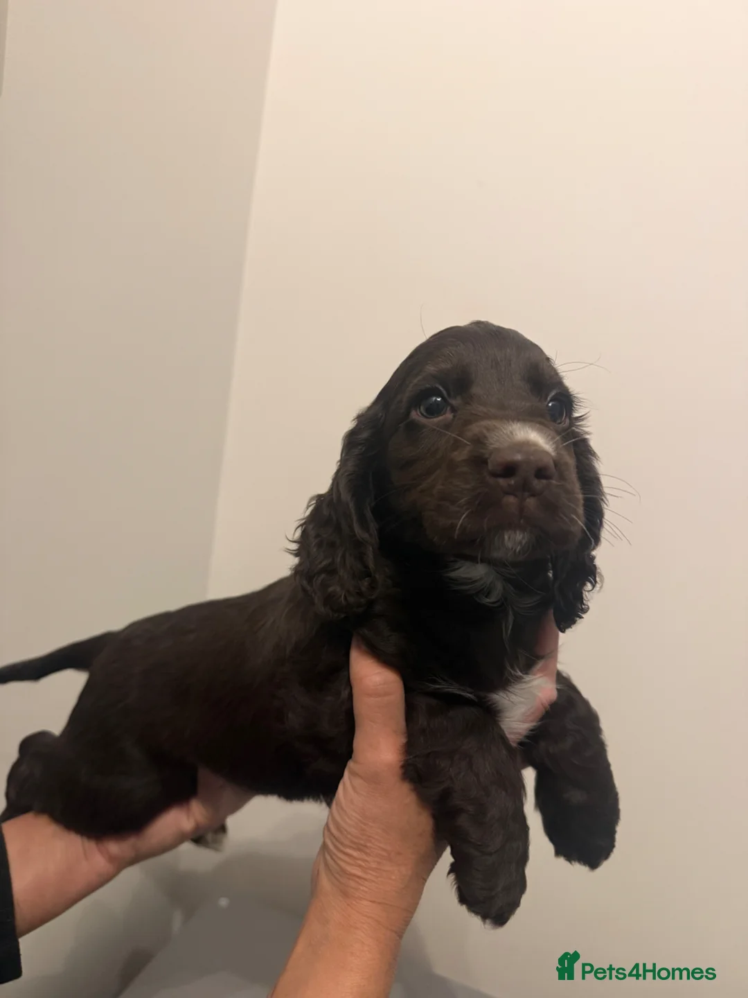 Cocker Spaniel dogs for sale: Ready from the 1st may show type DNA health tested in Retford - Advert 17