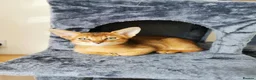 Abyssinian cats for sale: Beautiful Abyssinian Kitten ready for reservation  - Advert 4