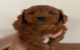 Cockapoo dogs for sale: Beautiful Health tested Toy Cockapoo Puppies - Image 6