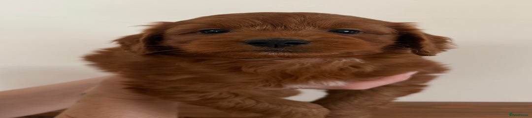 Cockapoo Puppy 3