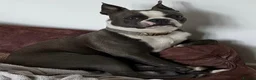 Boston Terrier dogs for sale: Boston Terrier Puppies KC Reg Oustanding Litter - Advert 21