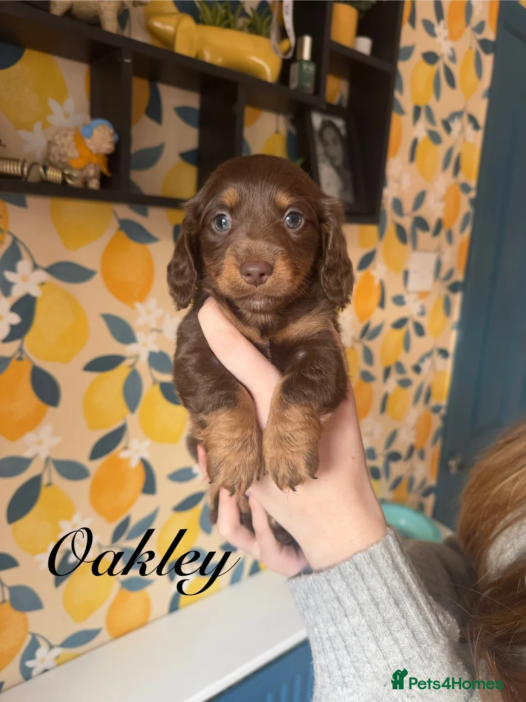 Miniature Dachshund dogs for sale: Mini Dachshunds🌟😍 - Advert 1