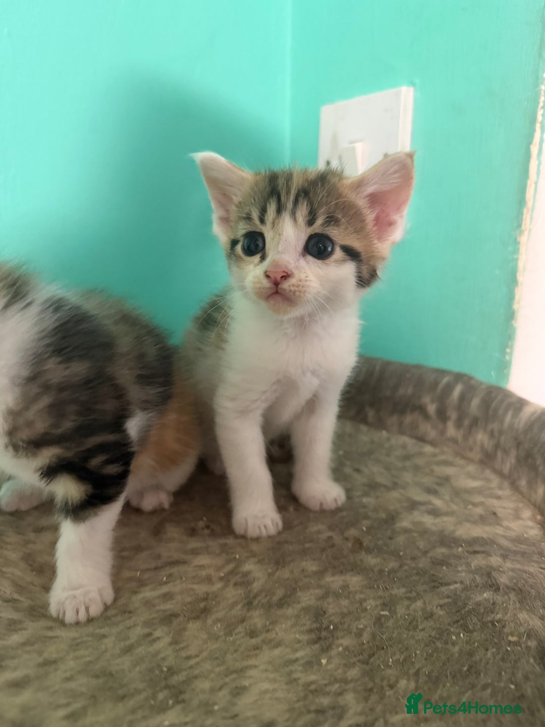Maine Coon cats for sale: Adorable Half Maine Coon Kittens for Sale  - Image 7