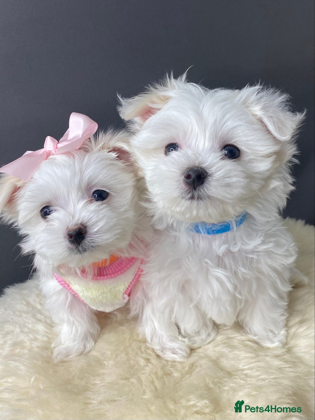 Maltese dogs for stud: 🌟Stunning KC Reg Korean Maltese boy for STUD in Waltham Cross - Advert 11