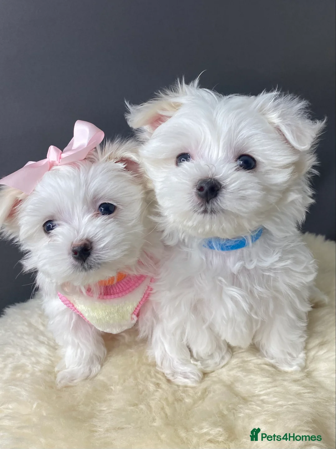 Maltese dogs for stud: 🌟Stunning KC Reg Korean Maltese boy for STUD in Waltham Cross - Advert 15