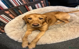 Labrador Retriever dogs for sale: KC Lab puppies - Image 15