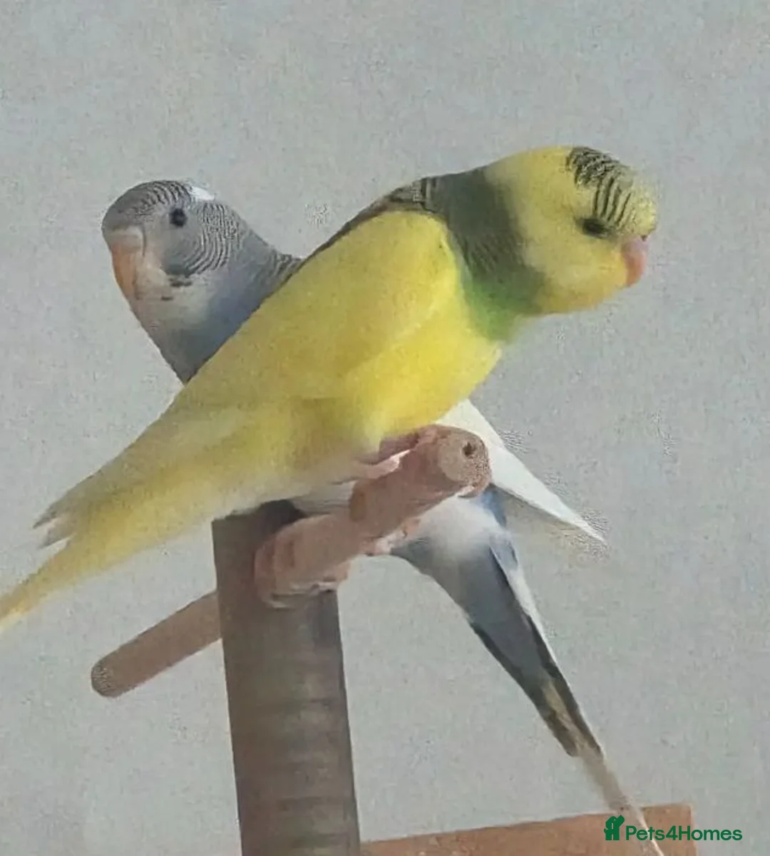 Parrots birds for sale: Raised Parrots Ready to Join Your Family in Stoke-on-Trent - Advert 1