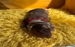 Miniature Dachshund dogs for sale: Miniature Dachshund stunning puppies  - Image 15