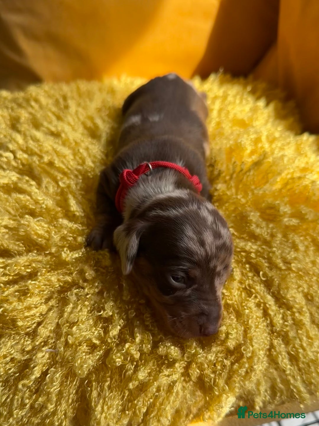 Miniature Dachshund dogs for sale: Miniature Dachshund stunning puppies  - Image 15