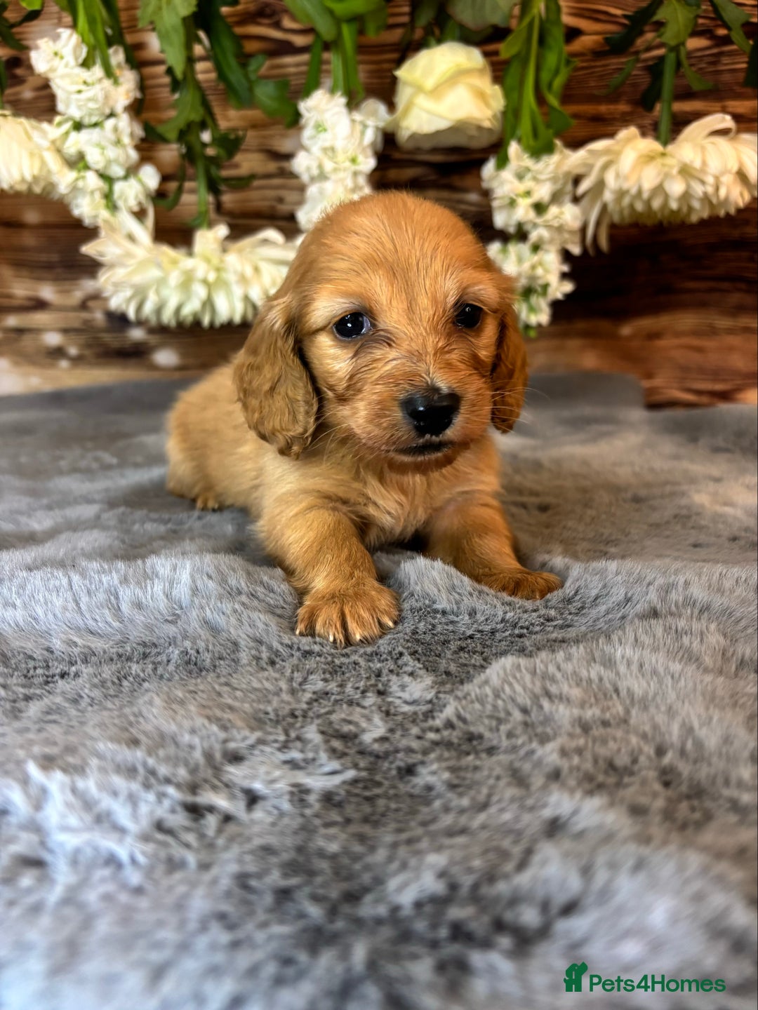 Miniature Dachshund dogs for sale: miniature long coat dachshunds - Image 9